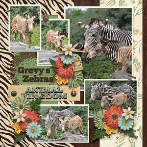 Grevy's zebras