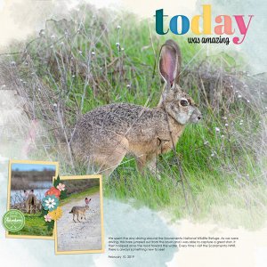 Hare - Sacramento NWR