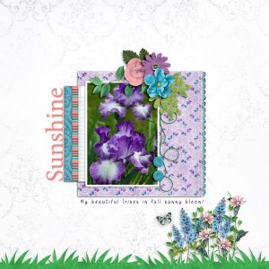 Purple Irises
