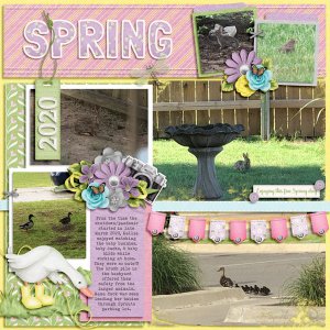 Spring 2020 - Baby Ducks, Rabbits, + Birds
