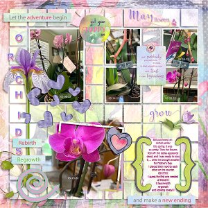 Orchids
