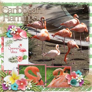 caribbean flamingo