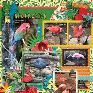 Neotropica