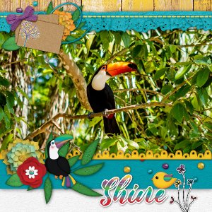 Toucan