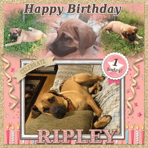 Happy Birthday Ripley!