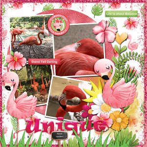Unique Flamingos