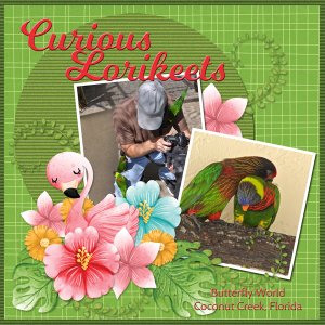 Curious Lorikeets