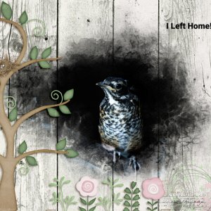 I Left Home!  Baby Robin Photomask Challenge - GS - June 2022 Peter Cottont