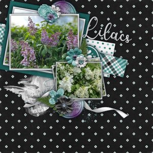 Lilacs