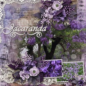 Beautiful Jacaranda
