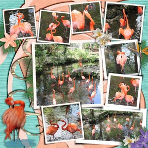 Flamingos_L