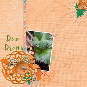 Dew Drops
