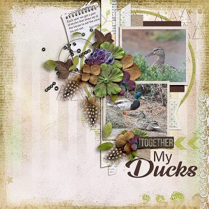 Ducks7
