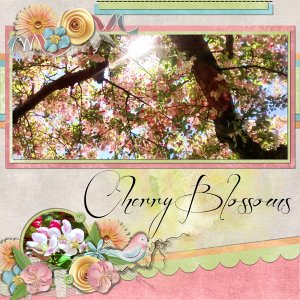 Cherry Blossoms