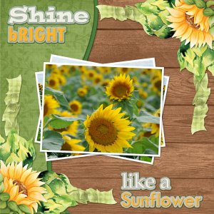 Shine bright  like a Sunflower