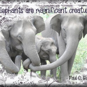 ATC 2022-011 Elephants