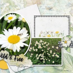 Daisy