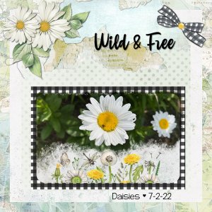 Daisies