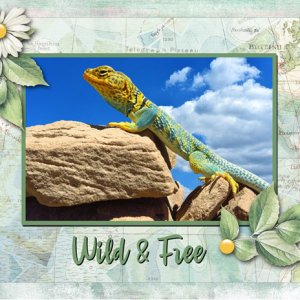 Wild + Free