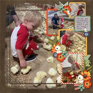Lots and Lots of Chicks Rt. Pg