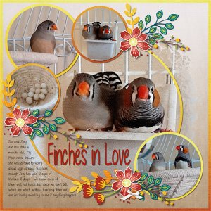 Finches in Love