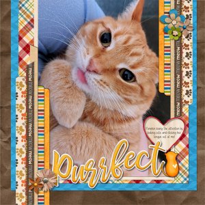 Purrfect Greeting