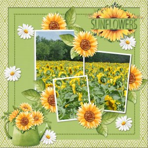 SUNFLOWERS