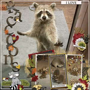 Raccoon Feeding Time