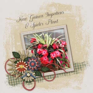 Impatiens and Spider Plant