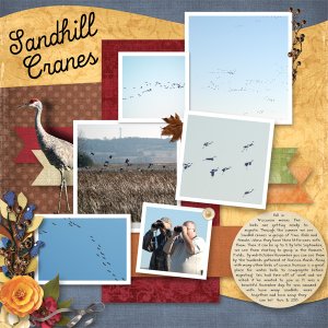 Sandhill Cranes