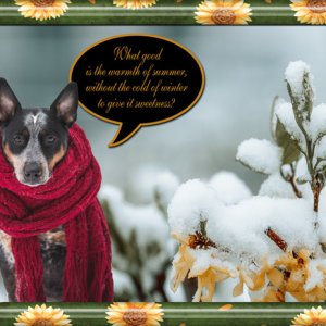 Dog in Scarf