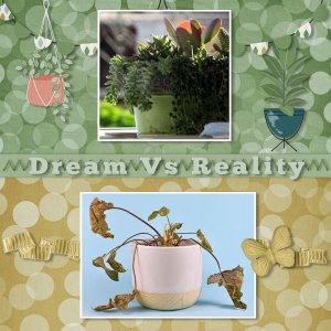 Dream Vs Reality
