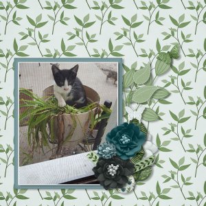 Cat in the plant pot
