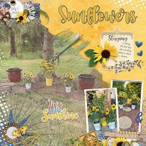Sunflowers