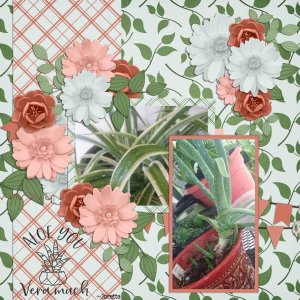 Aloe You
