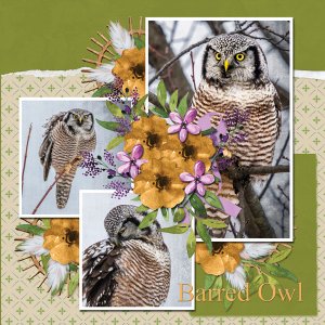 Barred Owl