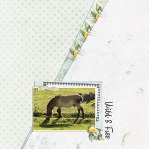 Beautiful Przewalski horse