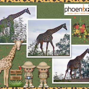 Phoenix Zoo giraffe