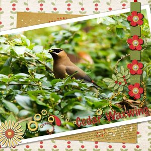 Cedar Waxwing