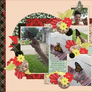 Butterflies