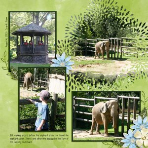 Elephants!