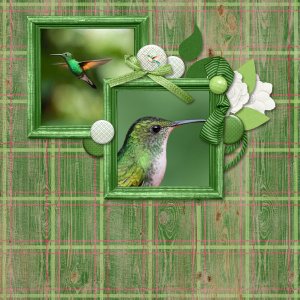 Green Hummingbird