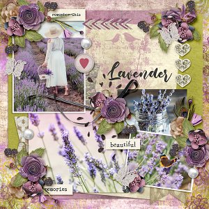 Lavender Fields