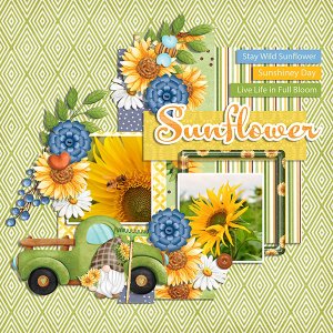sunflowers