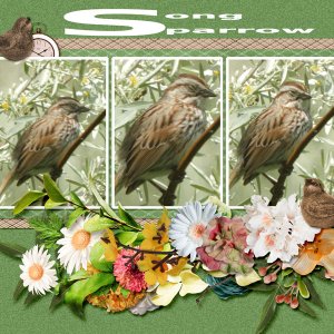 Song_Sparrow_small2