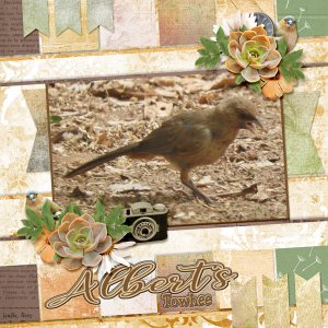 Albert_s-Towhee
