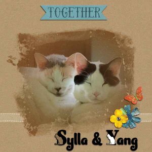 Scylla + Yang Mask 8