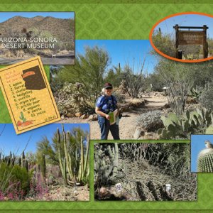 cacti we saw in Arizona