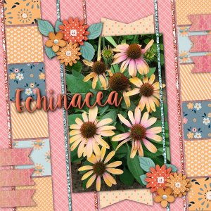Echinacea