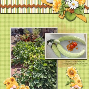 Cucumbers